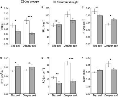 Root traits rather than functional diversity of soil microorganisms respond to drought and plant species composition in Mediterranean shrubland species